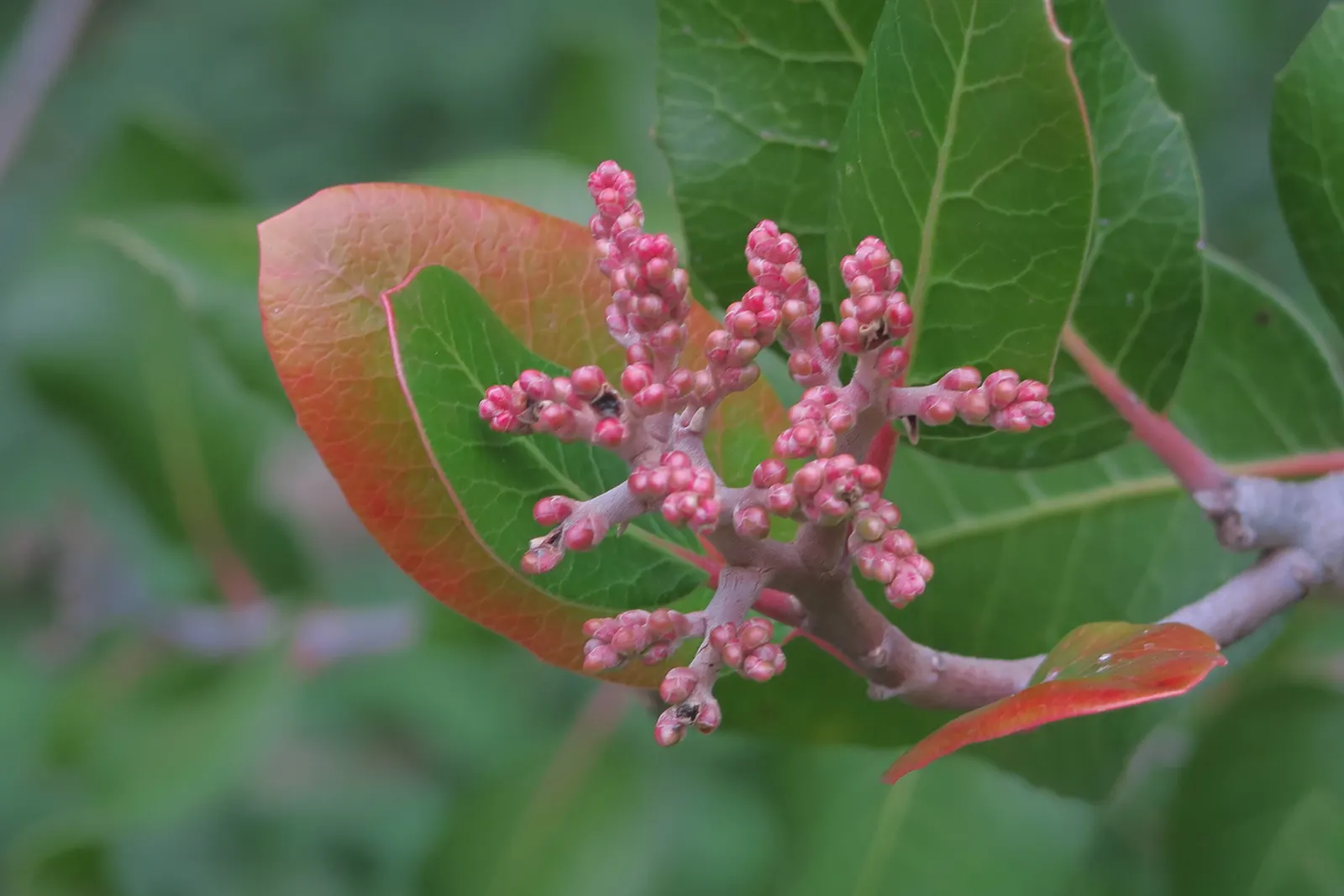 Lemonade Berry (Rhus Integrifolia) — Spring brings forth clusters of small pink flowers