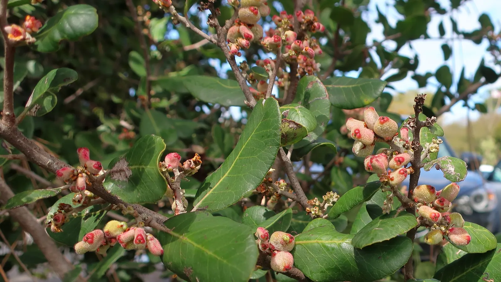 Lemonade Berry (Rhus Integrifolia) — which are not only aesthetically pleasing but attractive to pollinators such as bees and hummingbirds