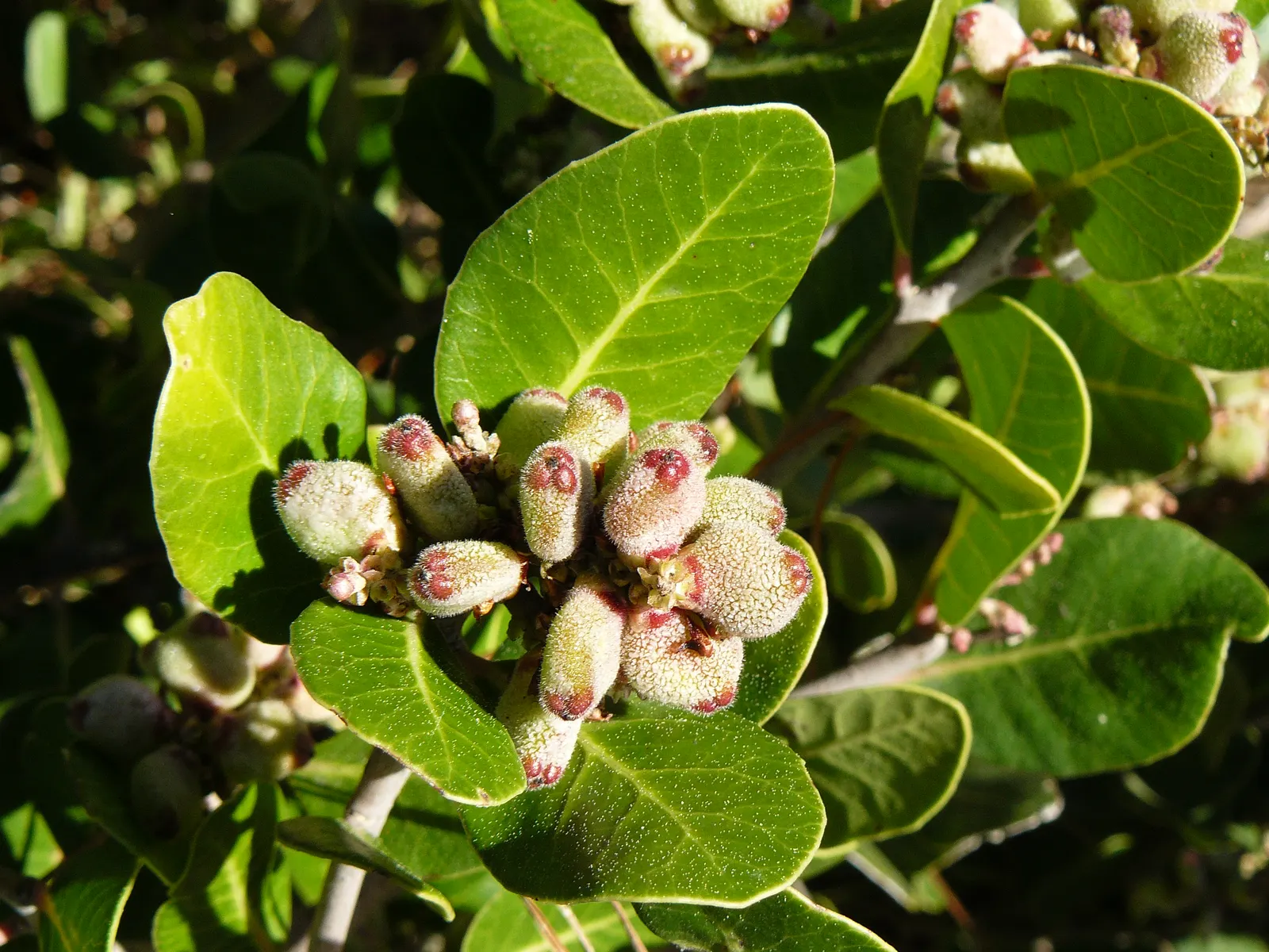 Lemonade Berry (Rhus Integrifolia) — thriving in USDA Hardiness Zones 9 through 11