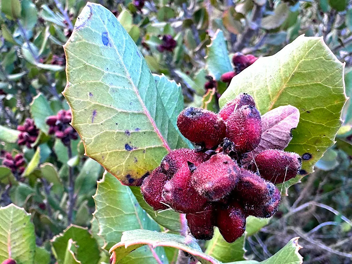 Lemonade Berry (Rhus Integrifolia) — with an equal or slightly greater spread of 8 to 12 feet