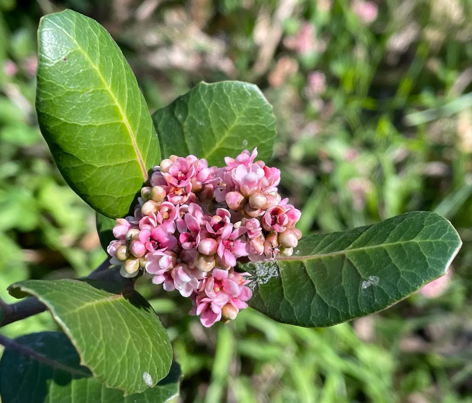 Lemonade Berry (Rhus Integrifolia) — This sturdy plant is well-suited for xeriscape designs due to its drought tolerance