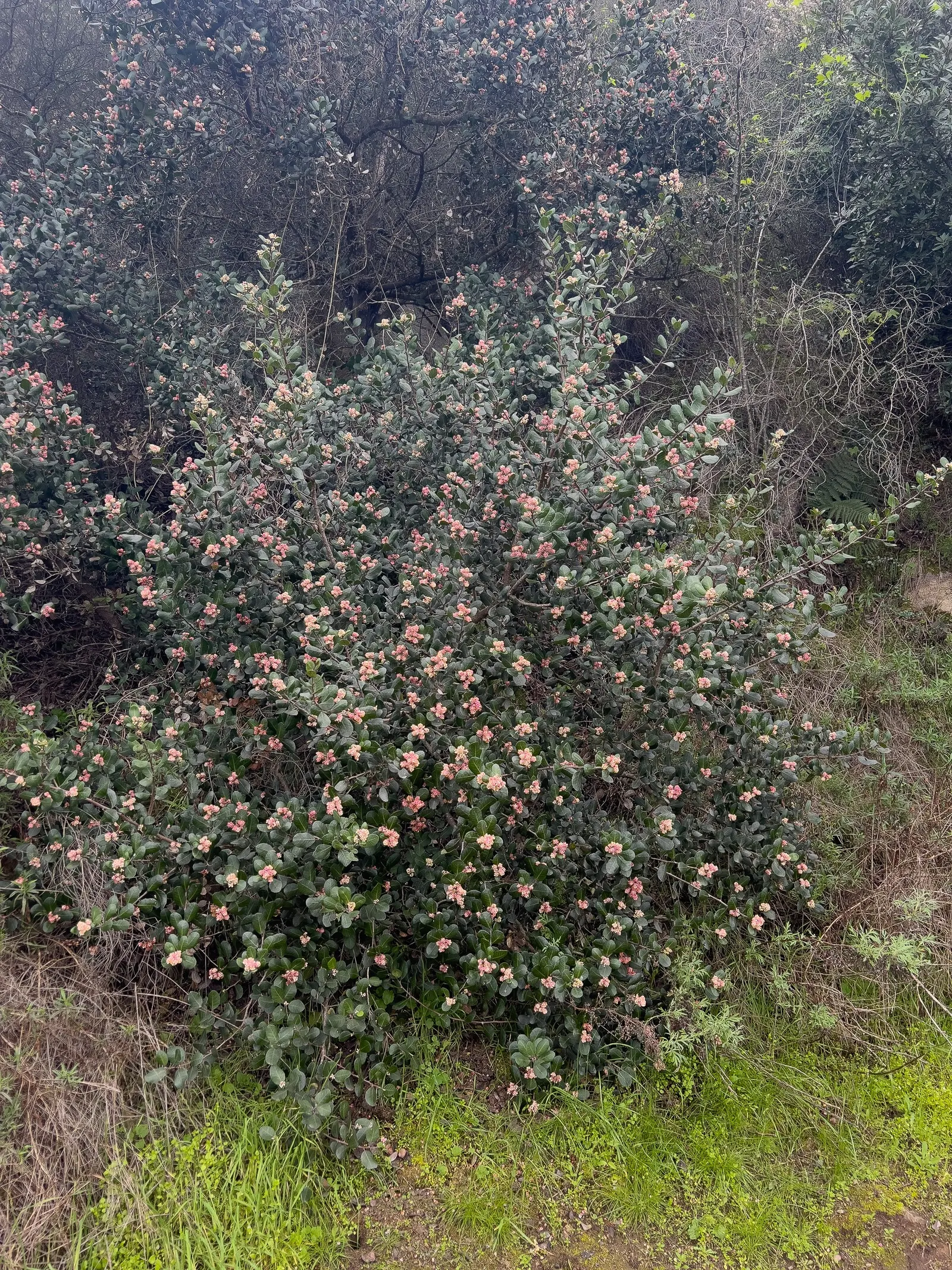 Lemonade Berry (Rhus Integrifolia) — while providing year-round interest and habitat for local wildlife