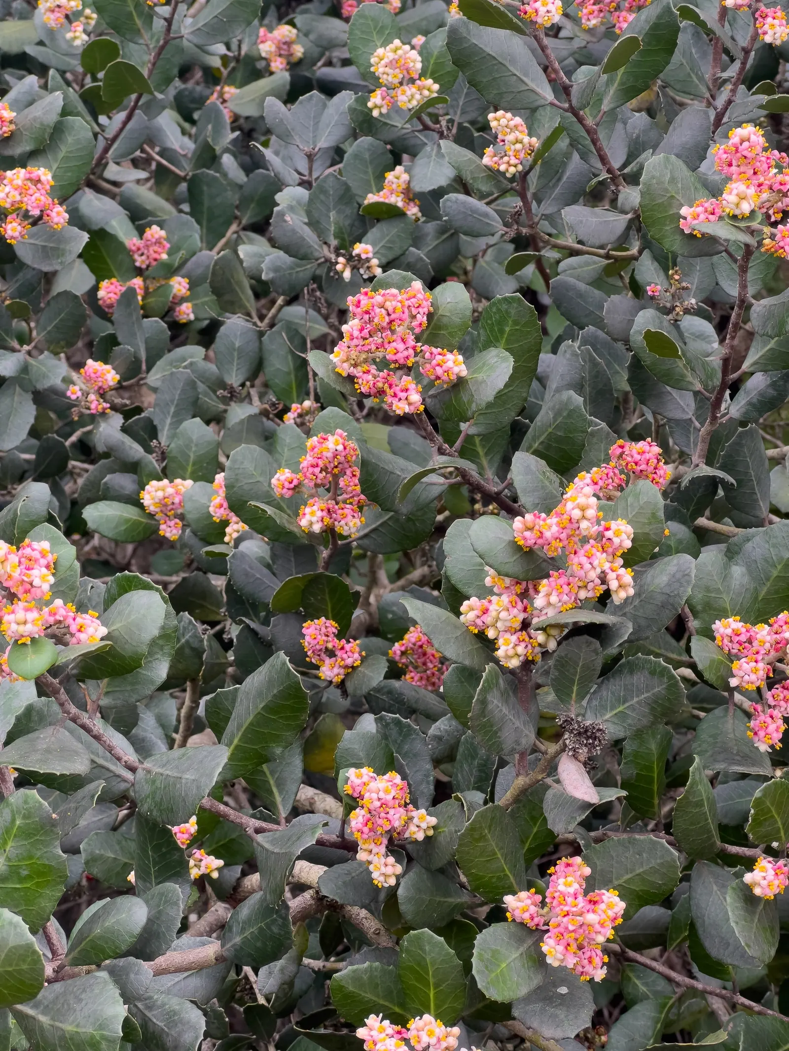 Lemonade Berry (Rhus Integrifolia) — It typically grows to a height of 6 to 10 feet