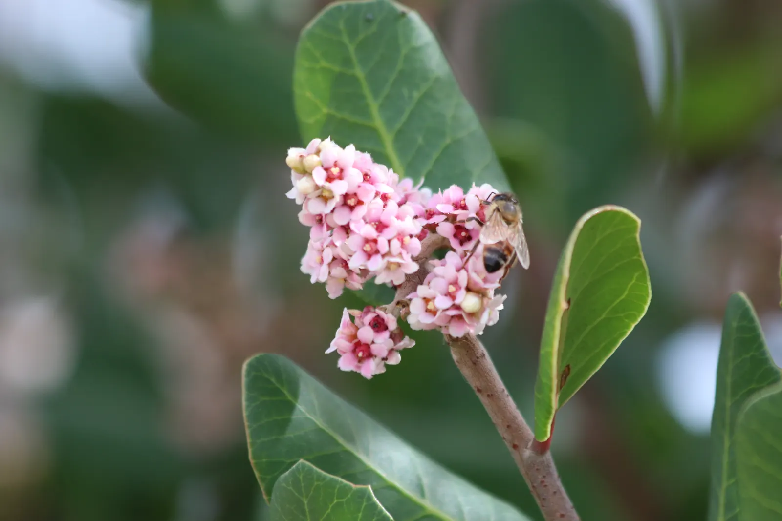 Lemonade Berry (Rhus Integrifolia) — scientifically known as Rhus integrifolia