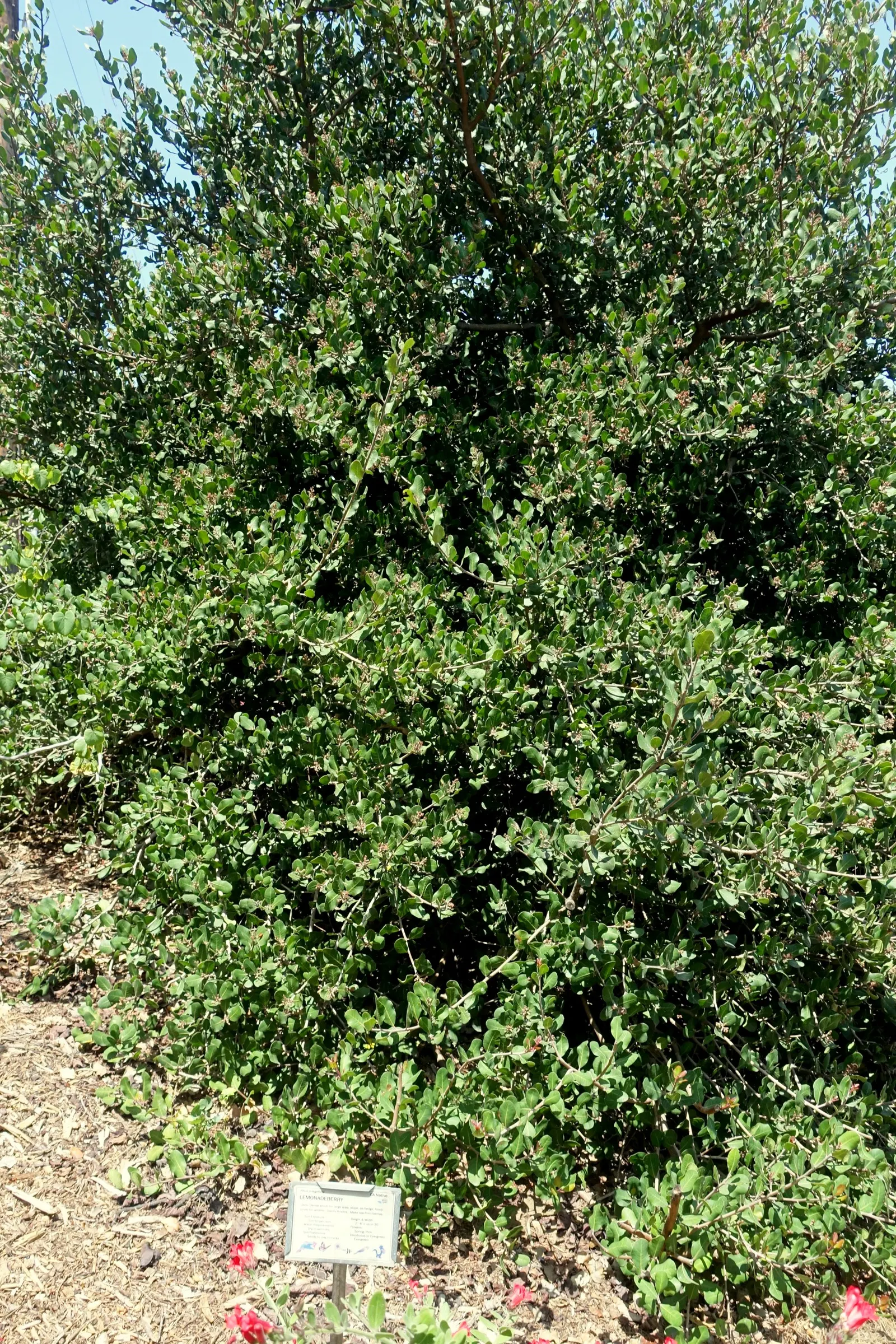 Lemonade Berry (Rhus Integrifolia) — is an evergreen shrub native to the coastal regions of Southern California