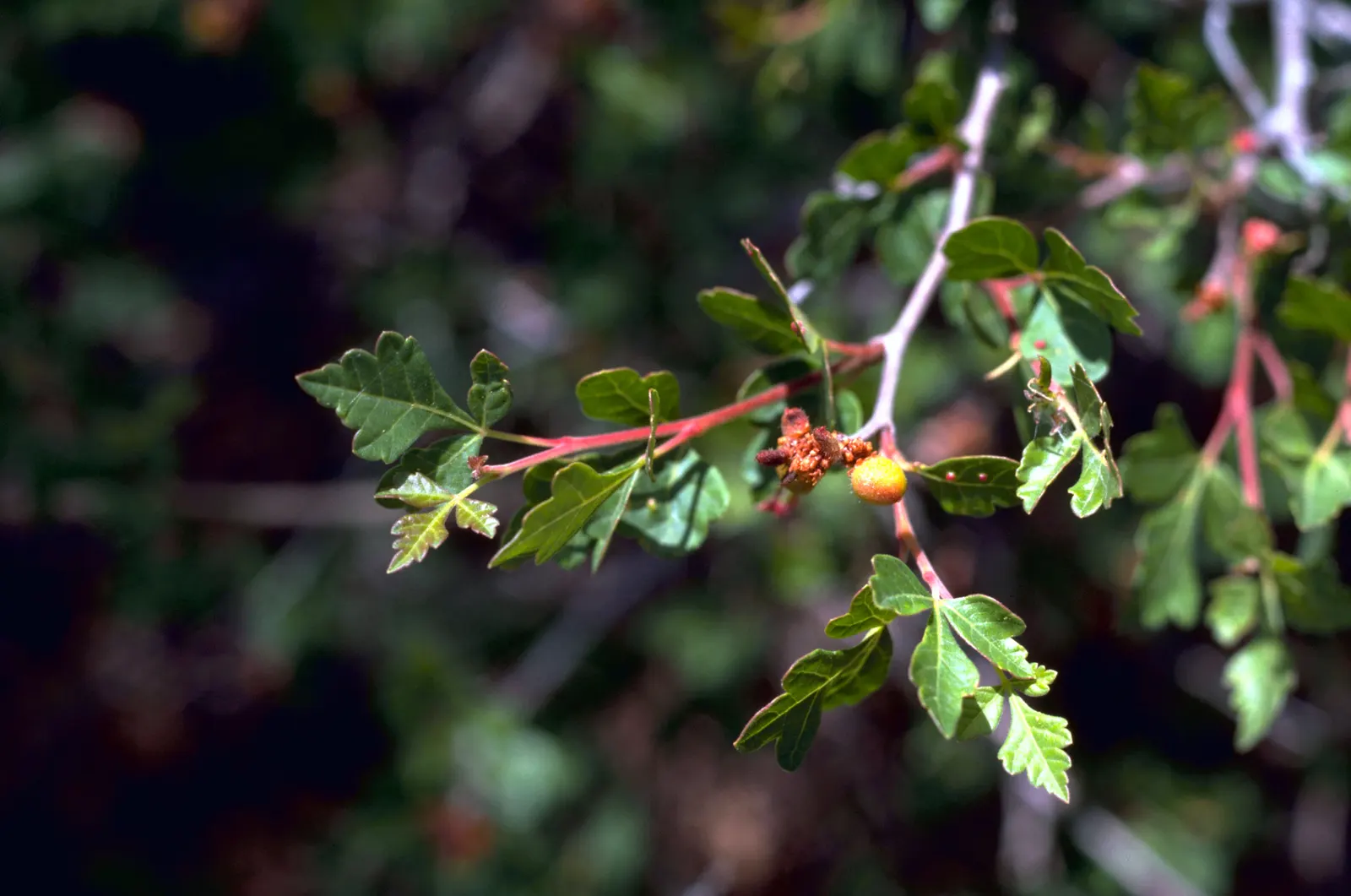 Lemonade Berry (Rhus Integrifolia) — These blooms give way to sticky berries that have a tart