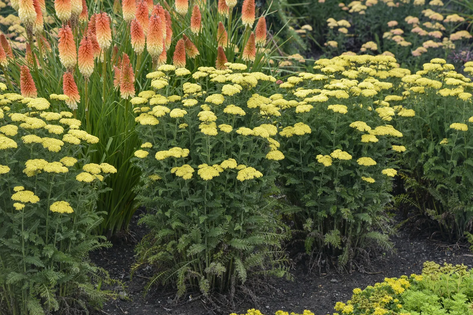 'Firefly Sunshine' Yarrow (Achillea hybrid) — Proven Winners - 'Firefly Sunshine' - Yarrow - Achillea hybrid yellow bright yellow plant details