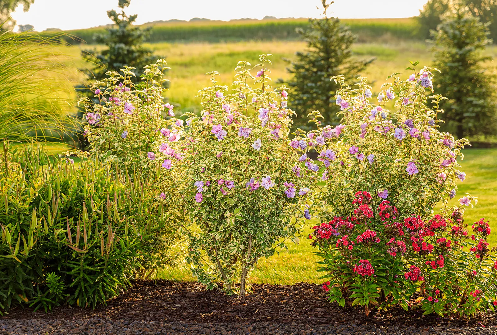 Rose of Sharon (Hibiscus syriacus) — Colorful foliage all season, and fluffy pink blooms in summer