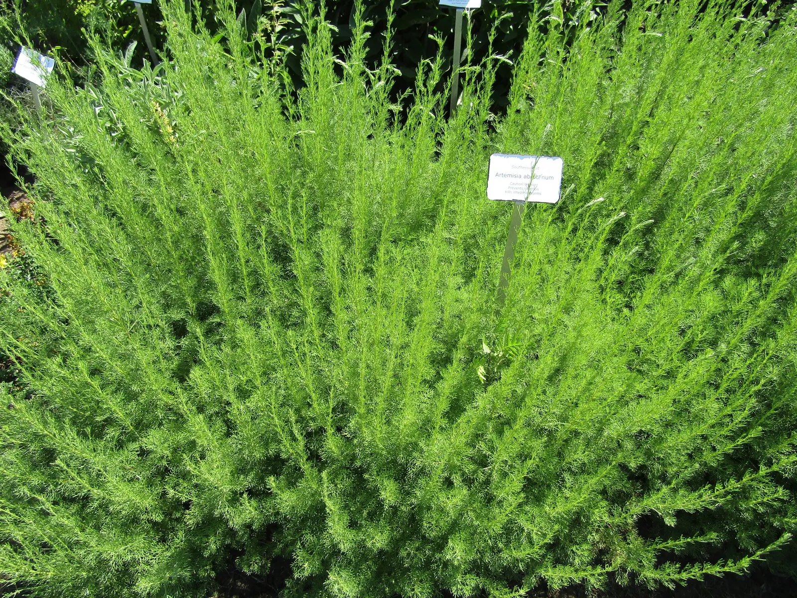 Green Shrub Daisy (Euryops Pectinatus 'Viridis') — Its year-round blooms attract pollinators, adding color and life to gardens