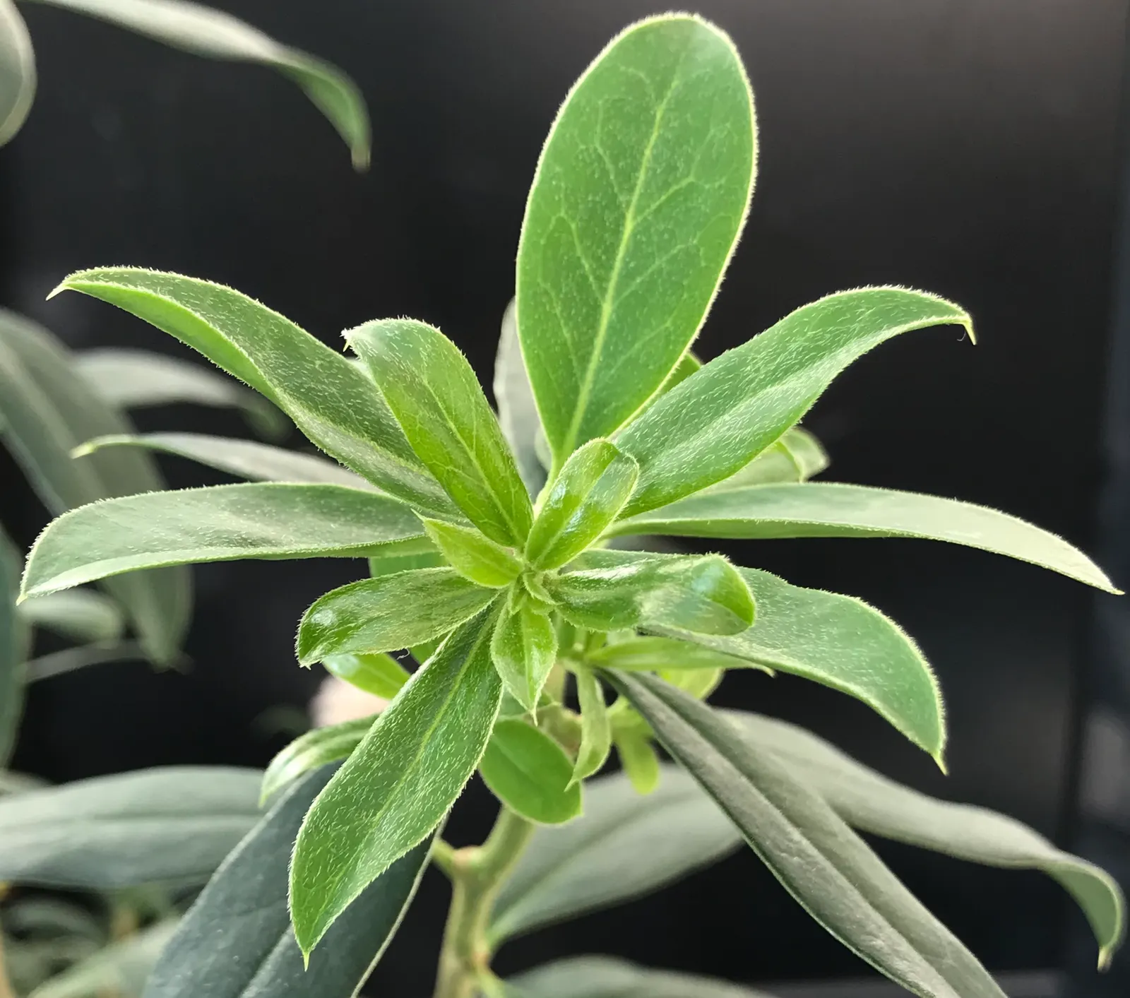 Green Shrub Daisy (Euryops Pectinatus 'Viridis') — is a vibrant evergreen shrub featuring bright yellow daisy-like flowers contrasted by dense