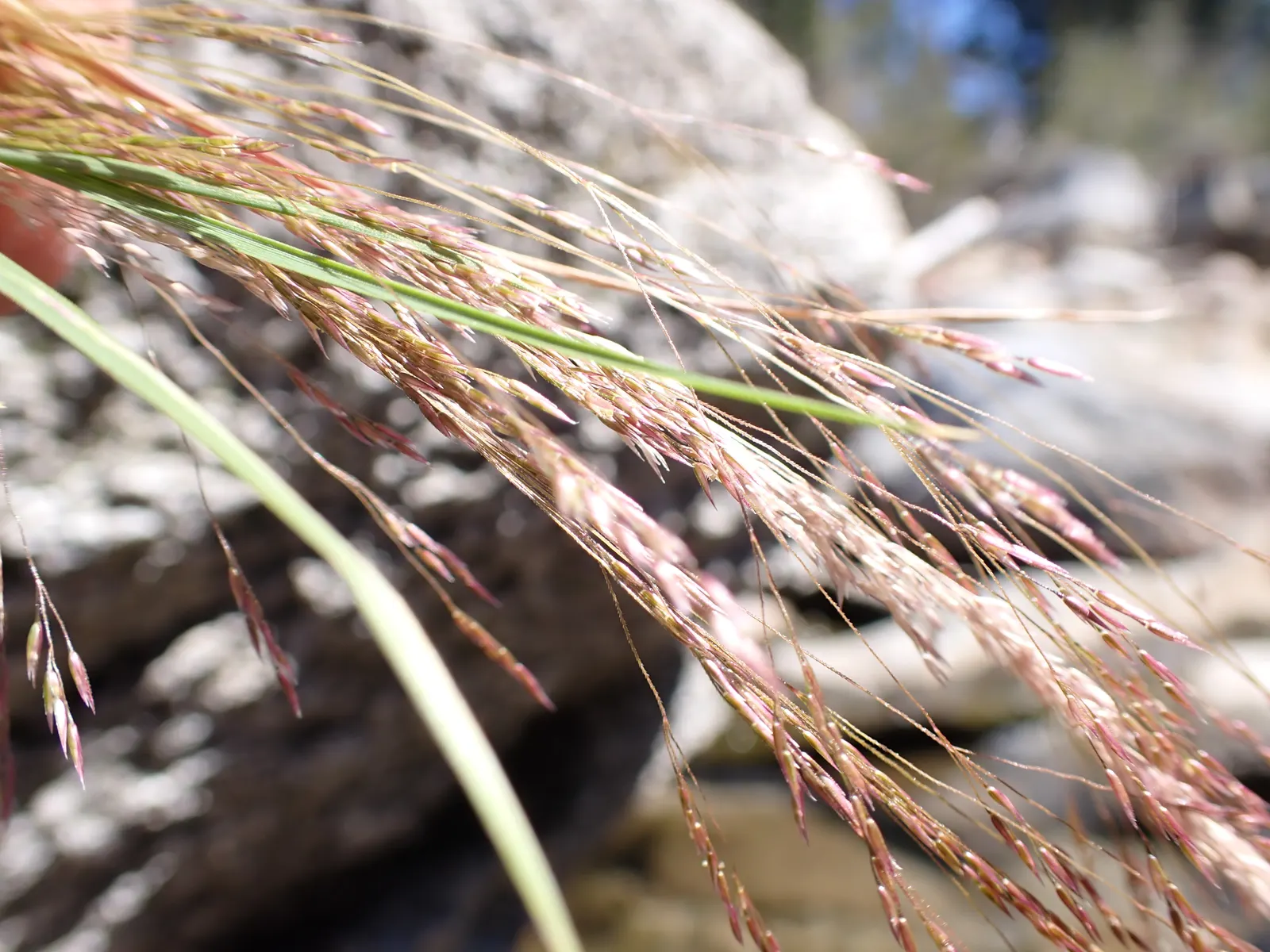 California Bentgrass (Agrostis Densiflora) — scientifically known as Agrostis densiflora