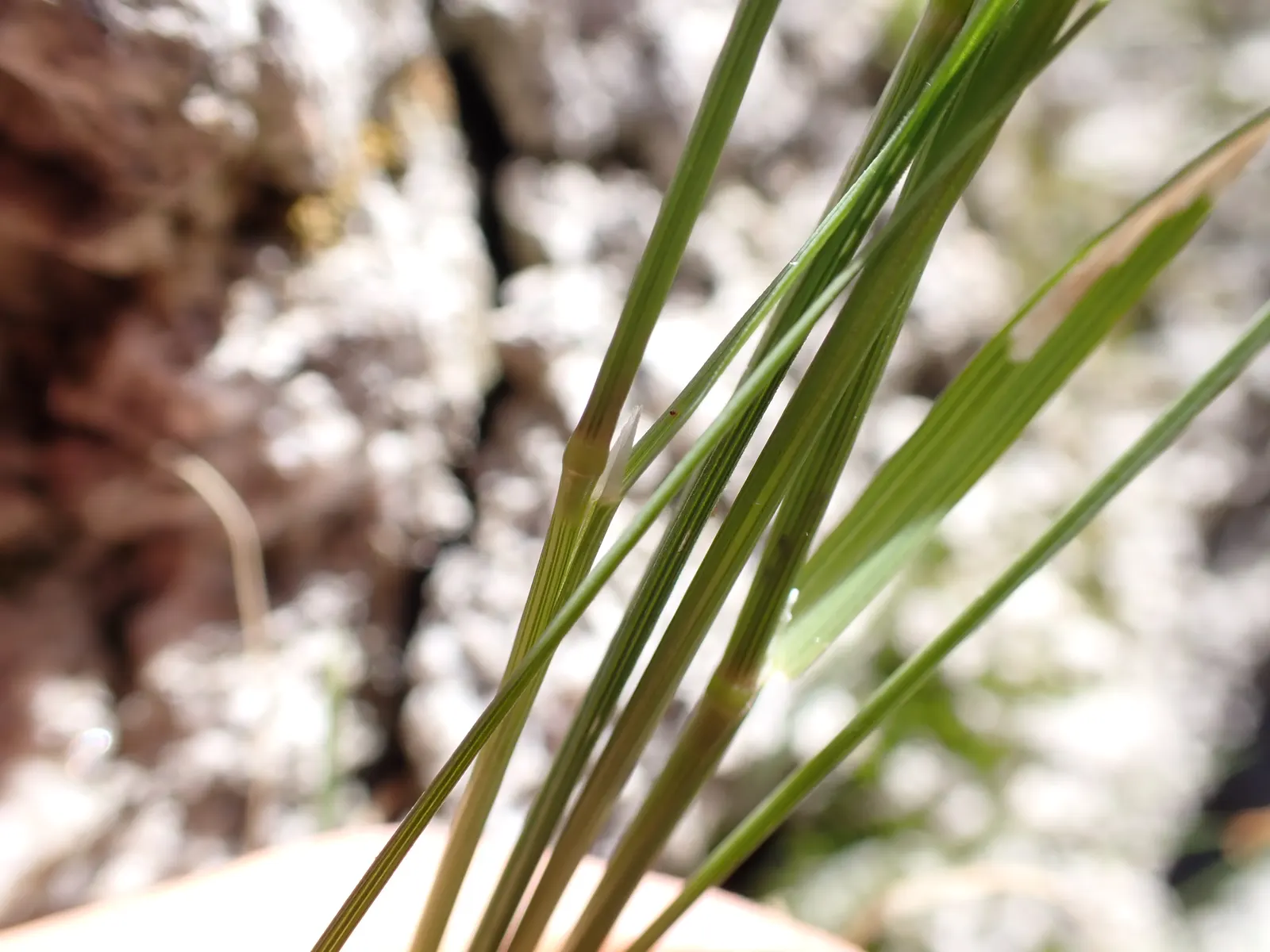 California Bentgrass (Agrostis Densiflora) — evergreen perennial grass thriving in USDA zones 7-10