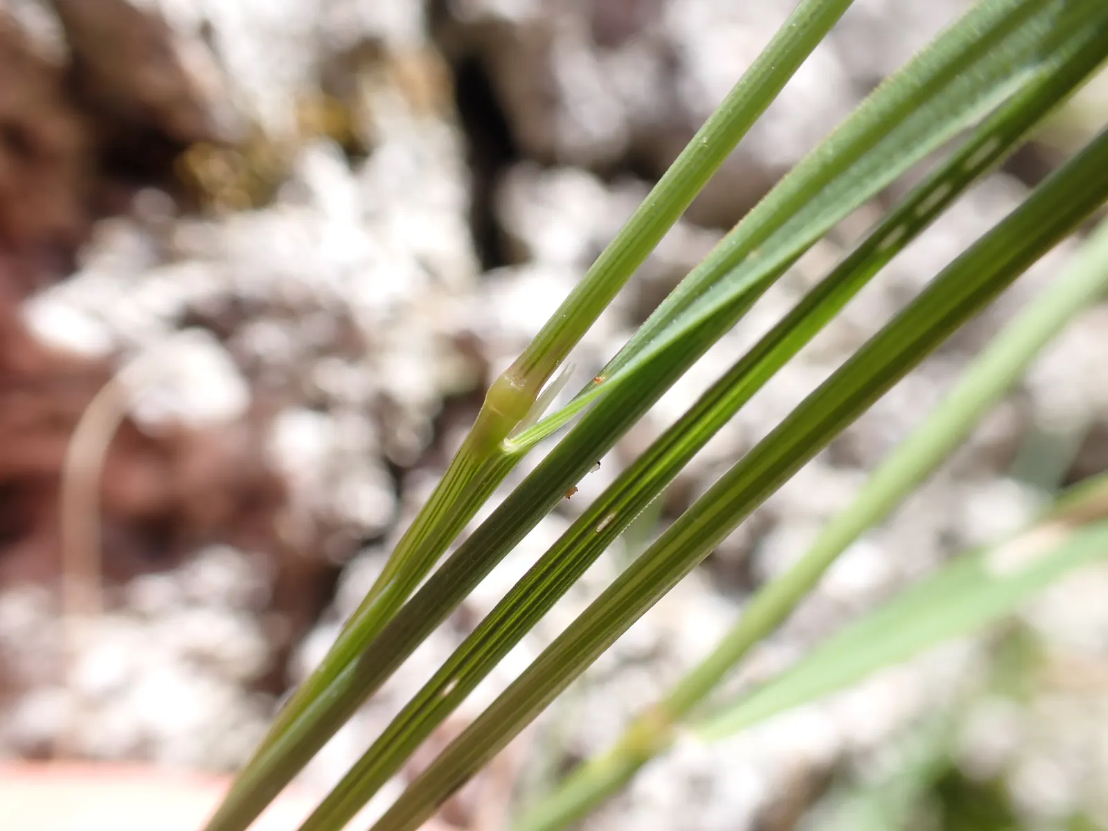 California Bentgrass (Agrostis Densiflora) — Preferring partial shade, it forms a dense, deep green mat, reaching 6-12 inches tall