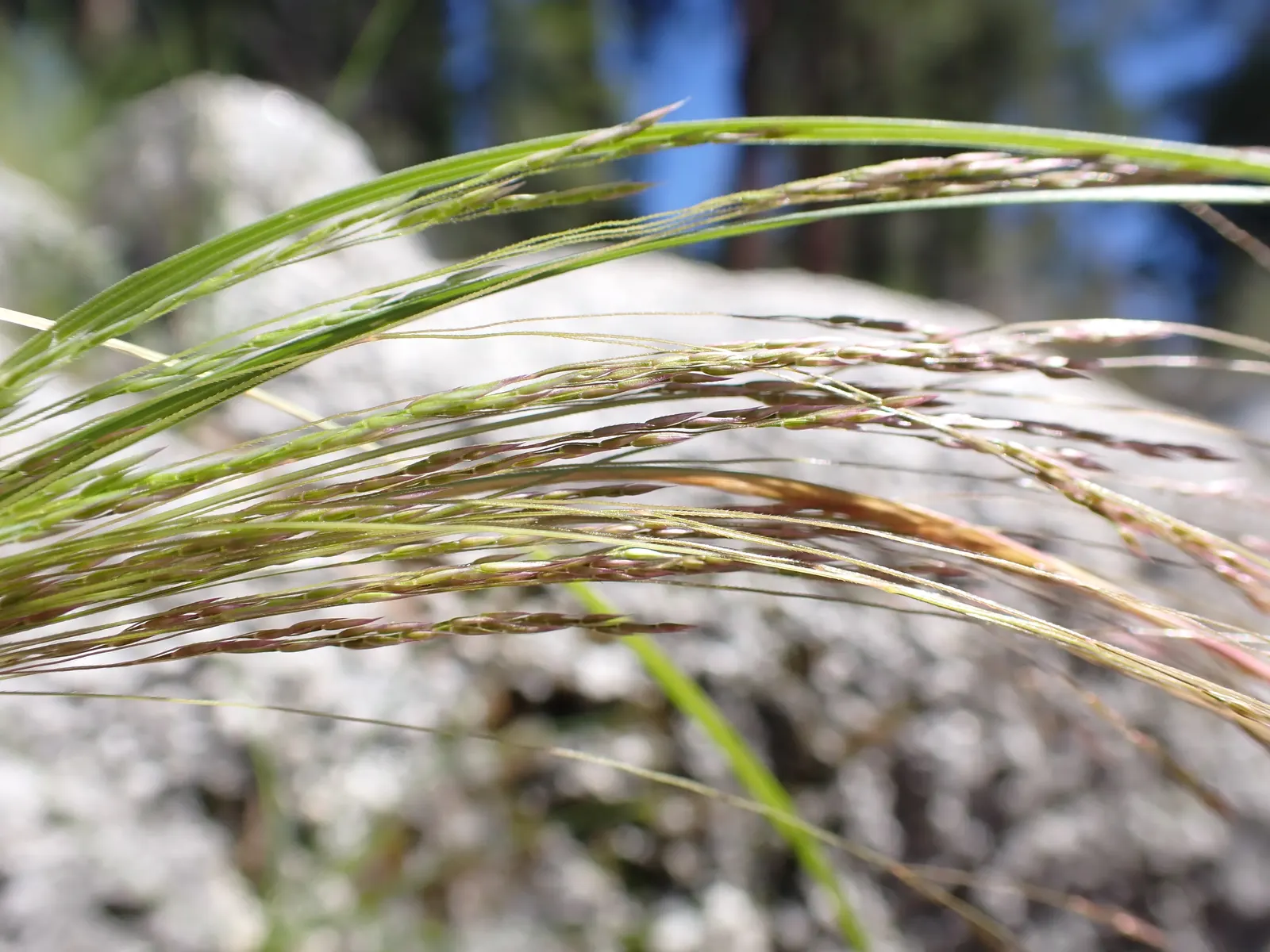 California Bentgrass (Agrostis Densiflora) — is a versatile and resilient grass species native to the coastal regions of California