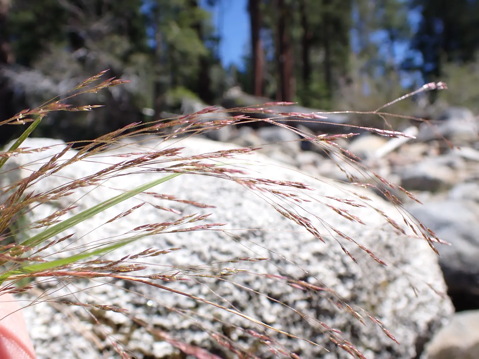 California Bentgrass (Agrostis Densiflora) — Low maintenance, it's an excellent groundcover, erosion control, or lawn alternative