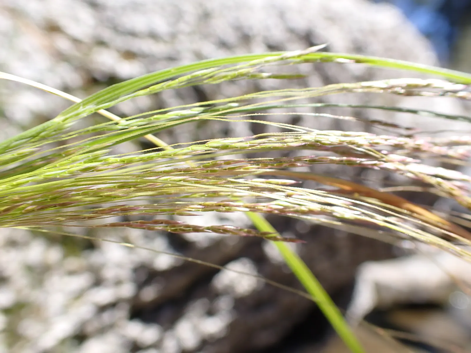 California Bentgrass (Agrostis Densiflora) — This perennial grass possesses a fine texture and a deep green hue