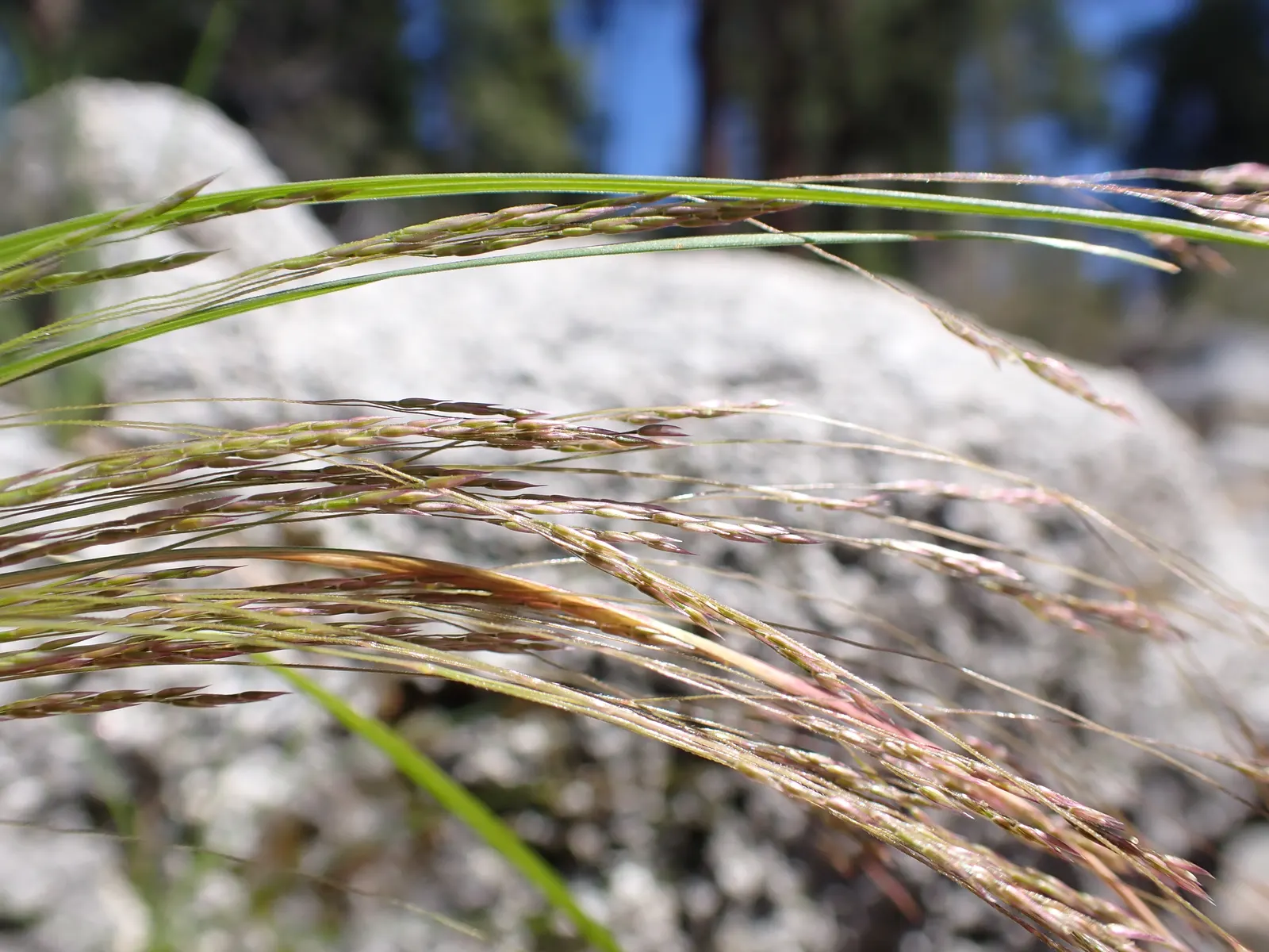 California Bentgrass (Agrostis Densiflora) — Ideal for cool, coastal regions, it tolerates moist conditions but needs well-drained soil