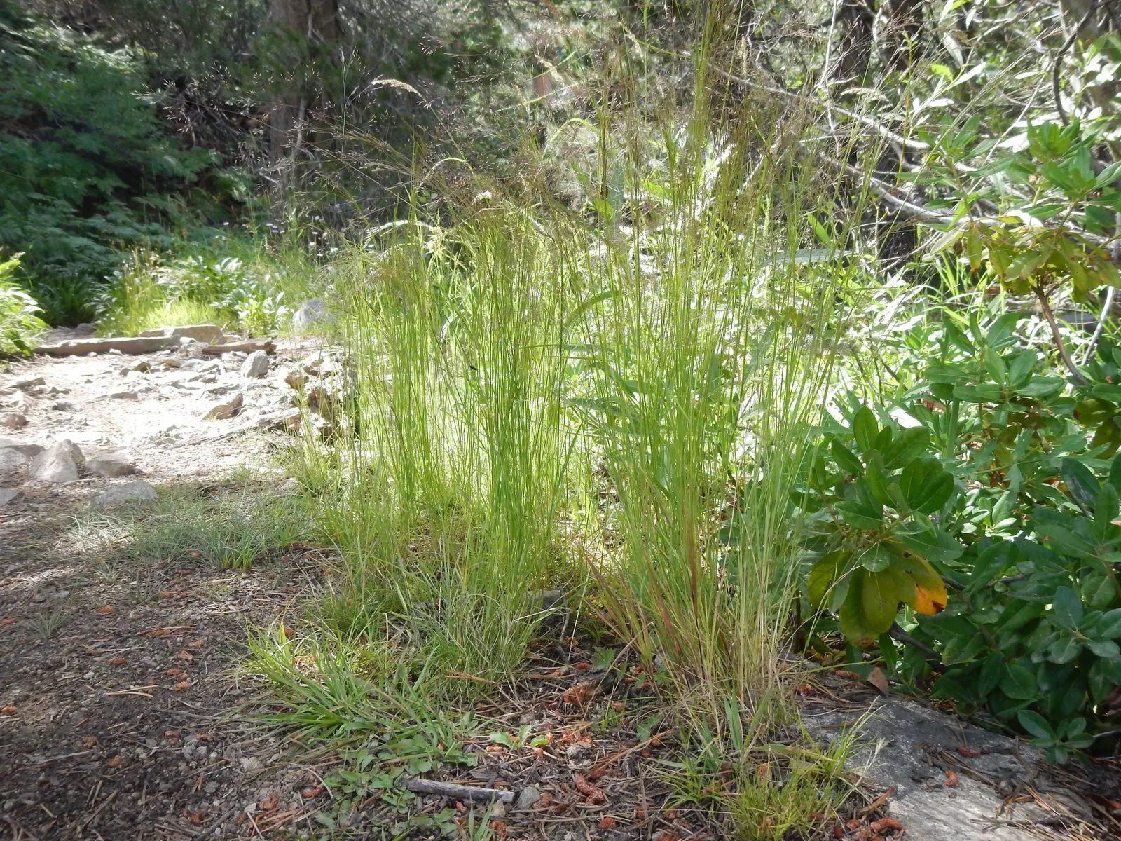 California Bentgrass (Agrostis Densiflora) — California Bentgrass (Agrostis densiflora) is a fine-textured