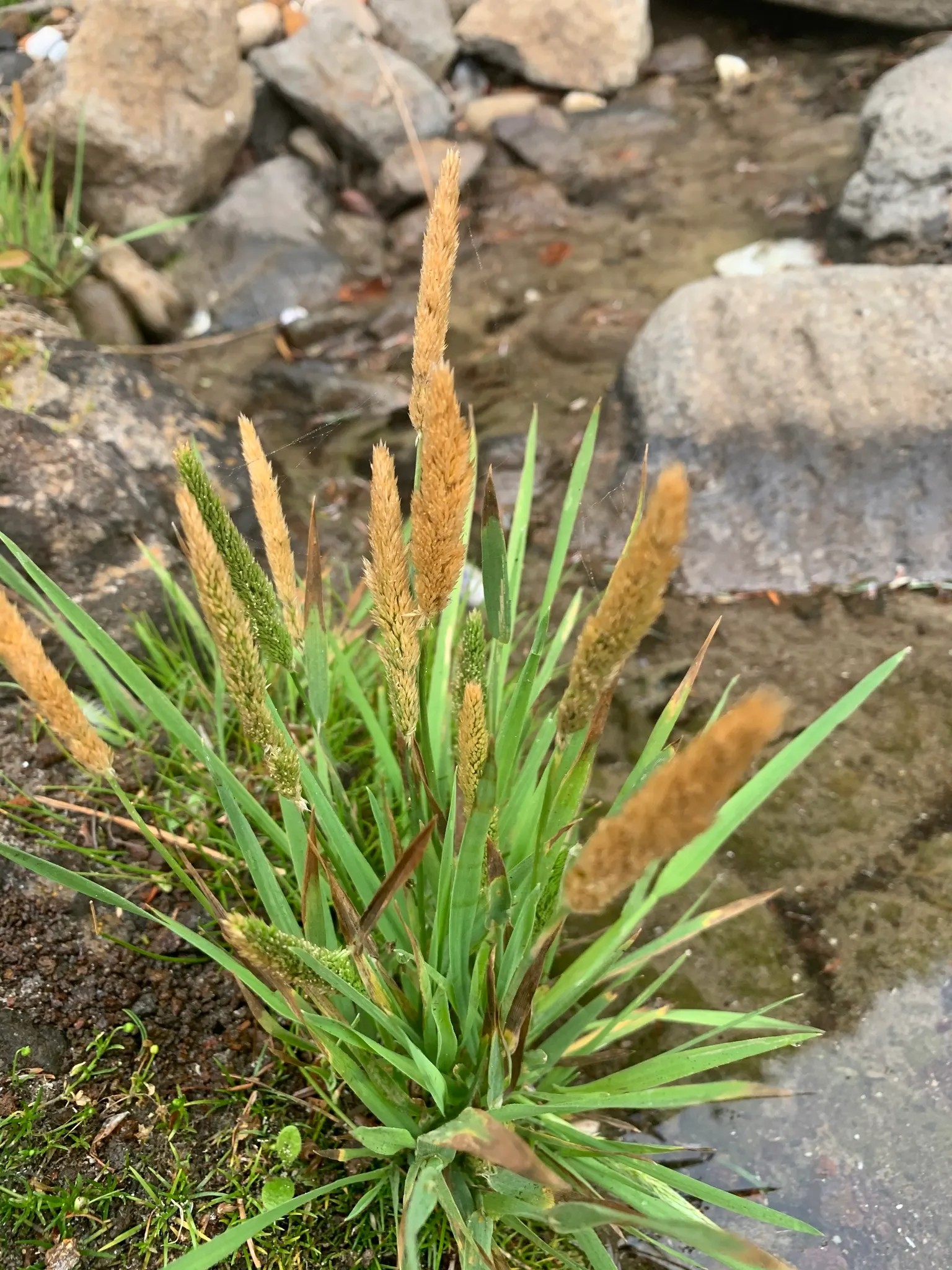 California Bentgrass (Agrostis Densiflora) — Mow occasionally to maintain a tidy appearance
