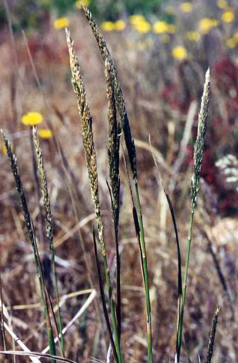 California Bentgrass (Agrostis Densiflora) — Water moderately, reducing frequency once established
