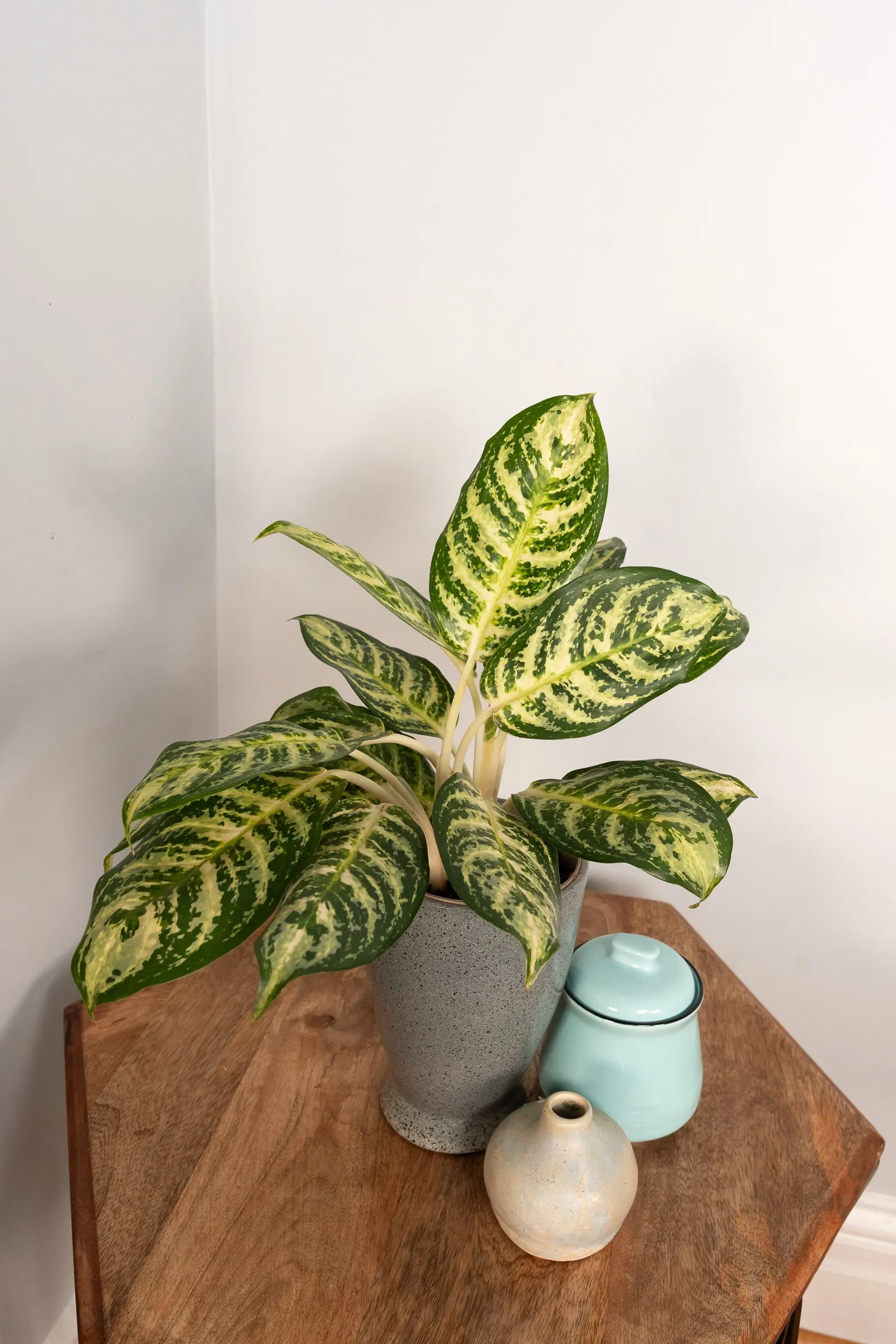 Bold Forest™ Chinese Evergreen (Aglaonema x) — The Aglaonema x Bold Forest™ is a compact Chinese Evergreen with dark green