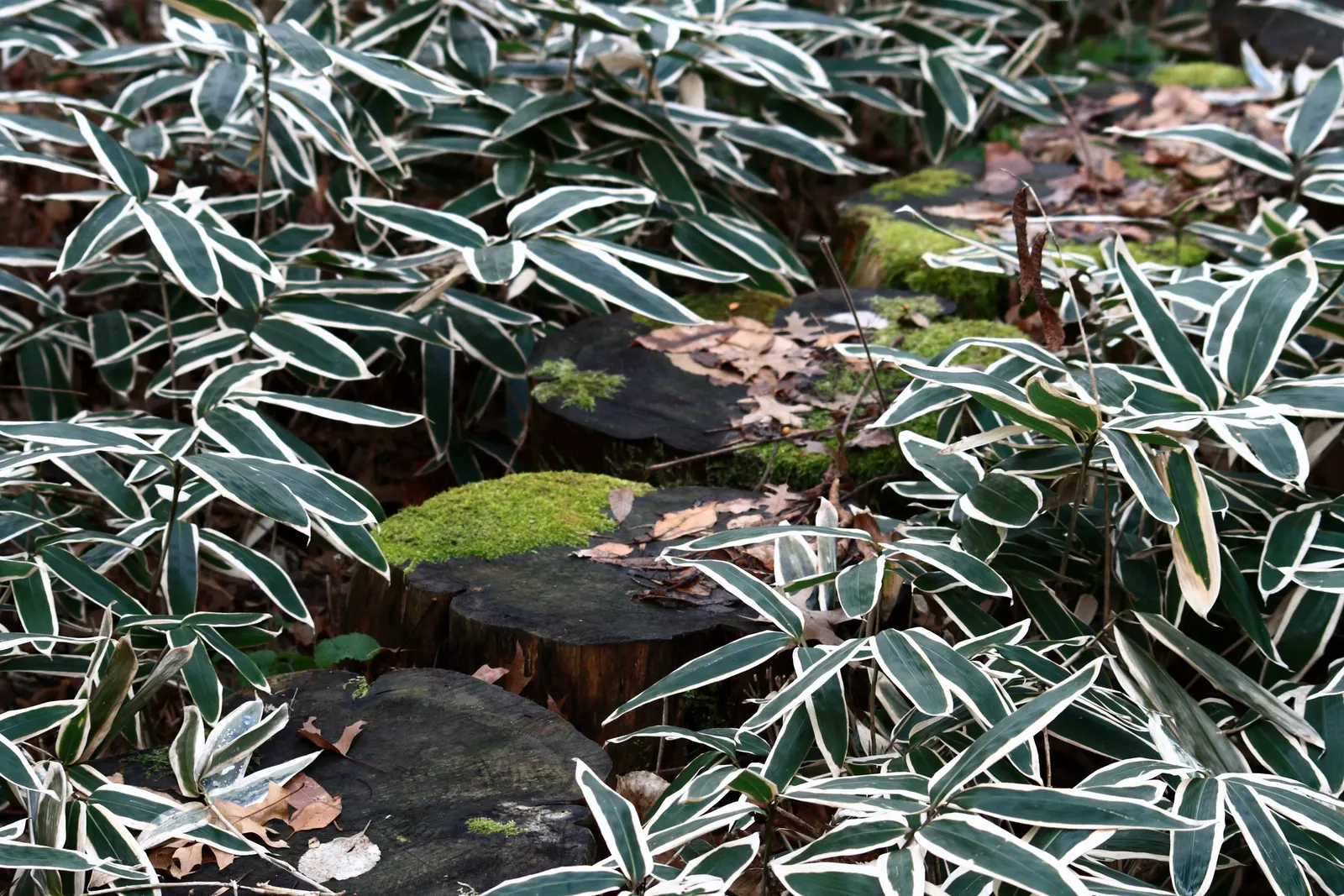 Variegated Sage (Salvia 'Silver Sabre') — reaching up to 18 inches in height and spread