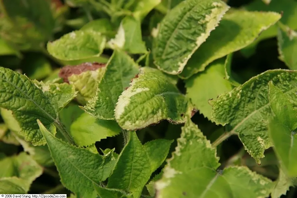 Variegated Sage (Salvia 'Silver Sabre') — silver-edged leaves and a compact growth habit