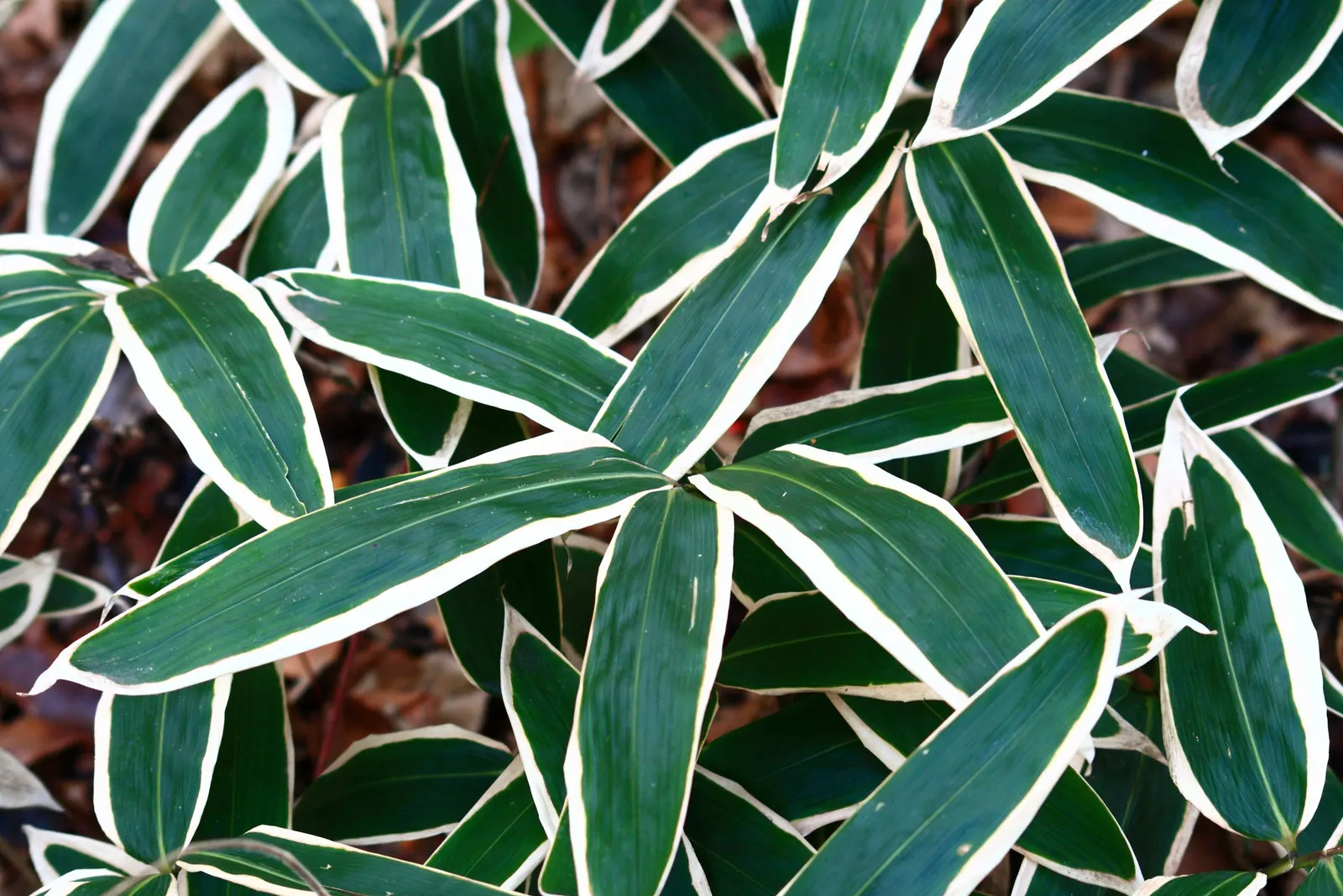 Variegated Sage (Salvia 'Silver Sabre') — Variegated Sage (Salvia 'Silver Sabre') is a striking perennial with ovate