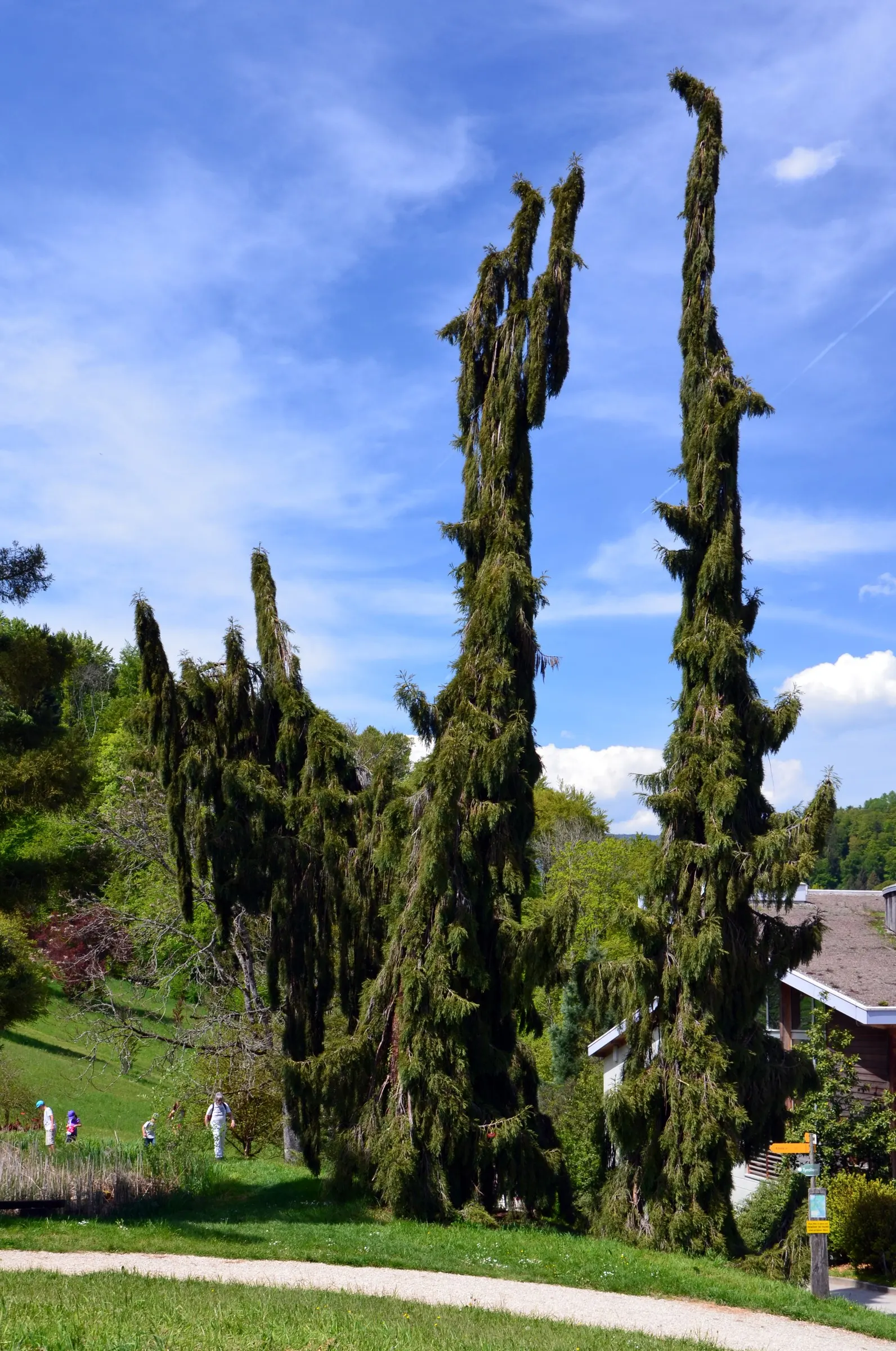 Weeping Sequoia (Sequoiadendron Gig. 'Pendulum') — Growing up to 25 feet tall and 3-4 feet wide, it's an excellent choice for small spaces