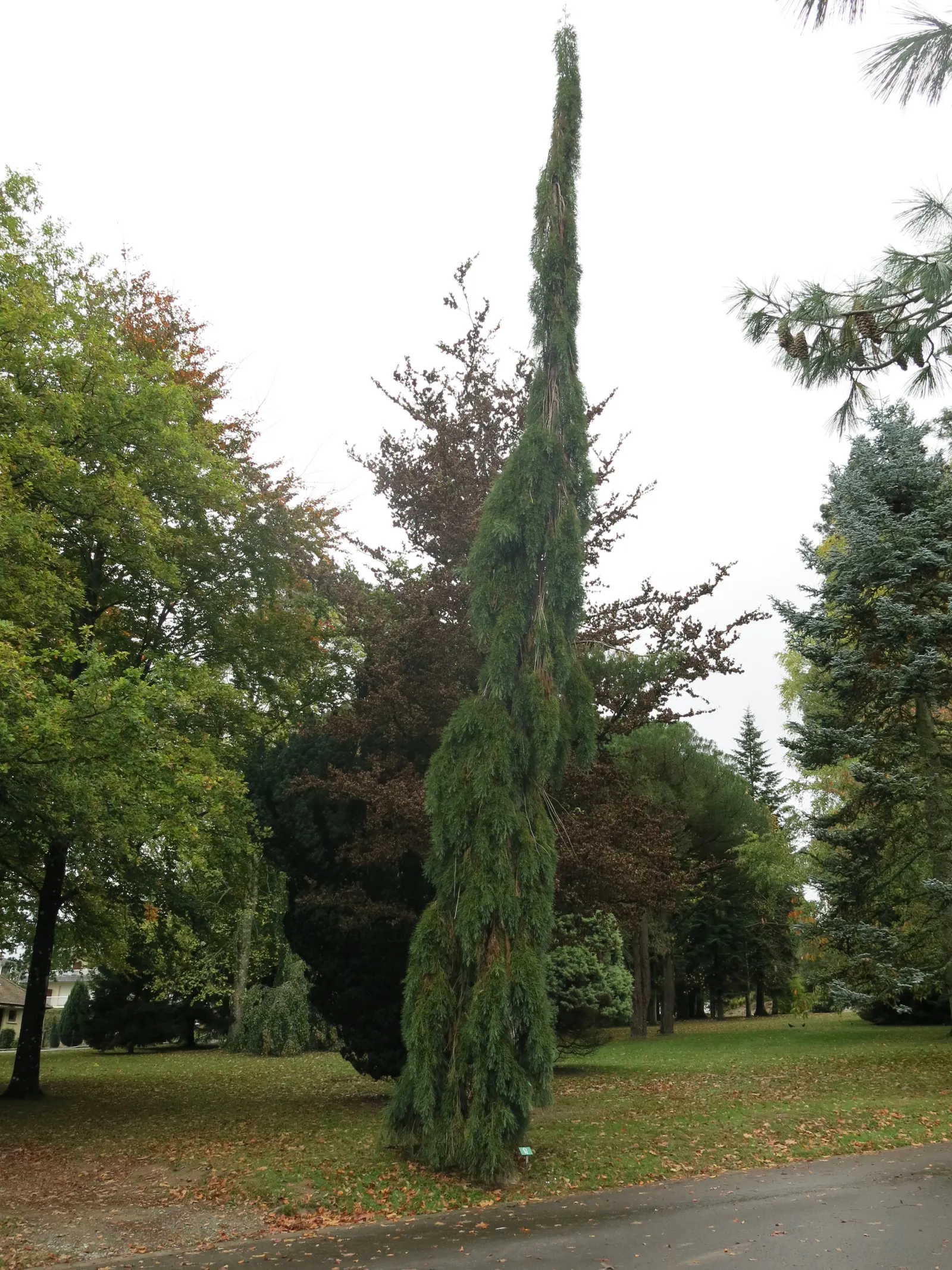 Weeping Sequoia (Sequoiadendron Gig. 'Pendulum') — pendulous form that creates a striking vertical accent