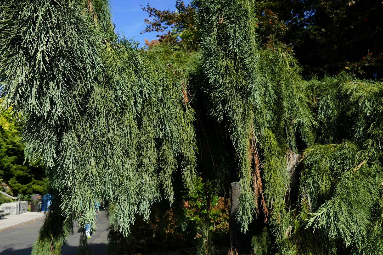 Weeping Sequoia (Sequoiadendron Gig. 'Pendulum') — The Weeping Sequoia 'Pendulum' is a unique conifer featuring a narrow