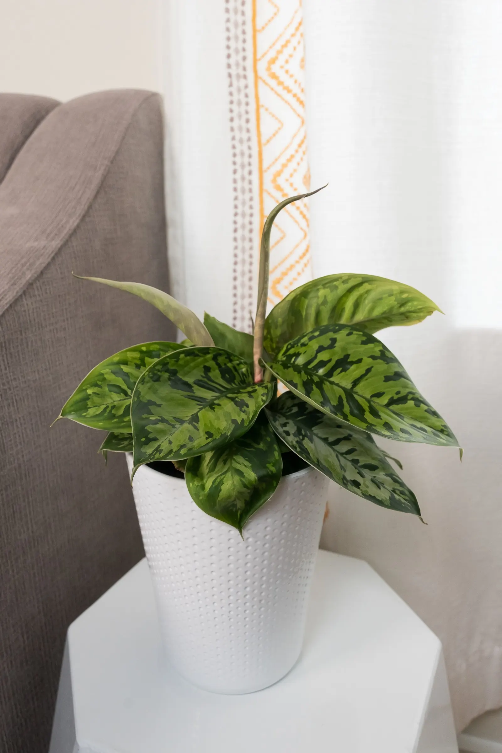 Uplift™ Camouflage (Homalomena wallisii) — The Uplift™ Camouflage Homalomena