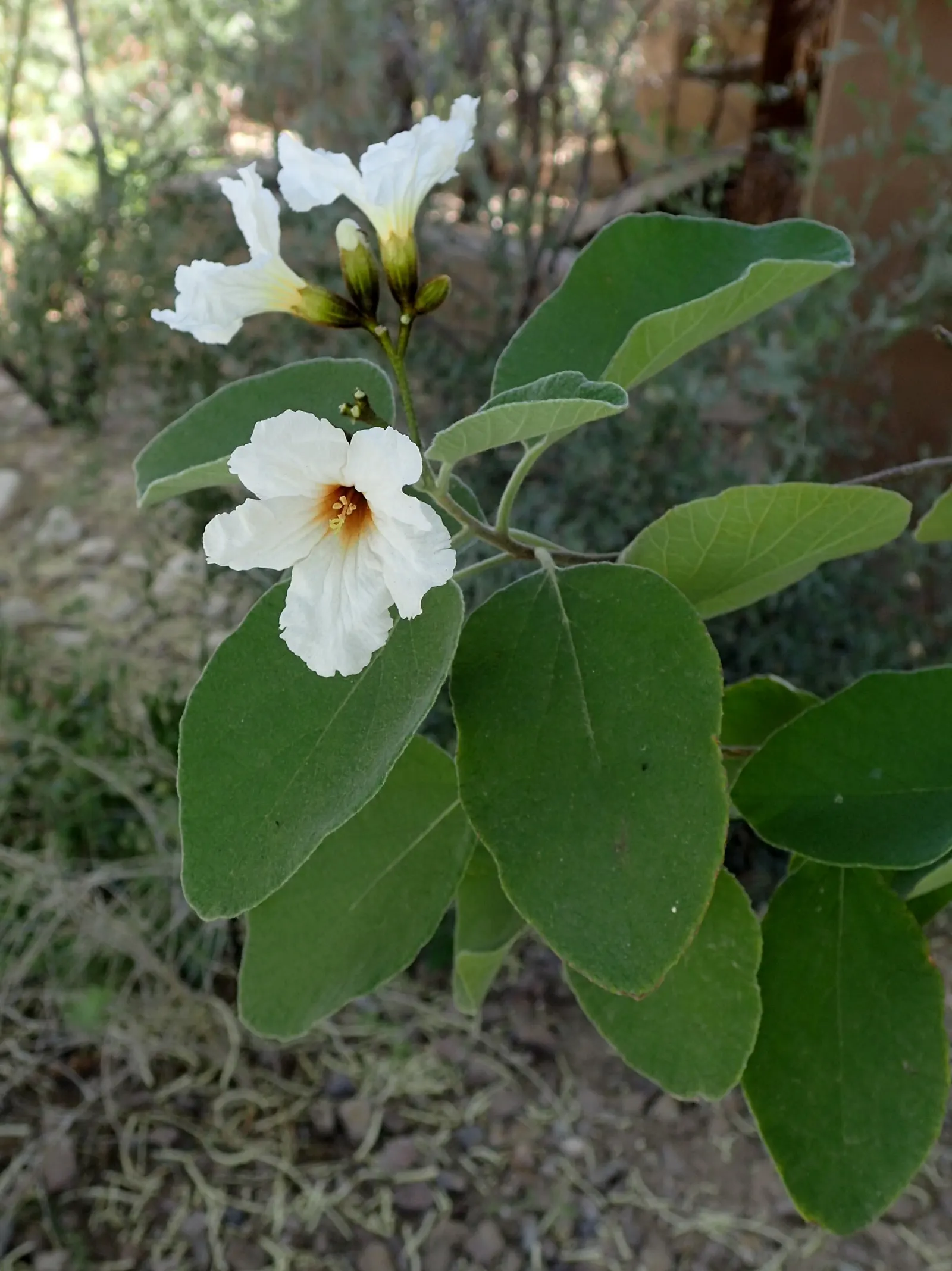 Texas Olive (Cordia Boissieri) — scientifically known as Cordia boissieri