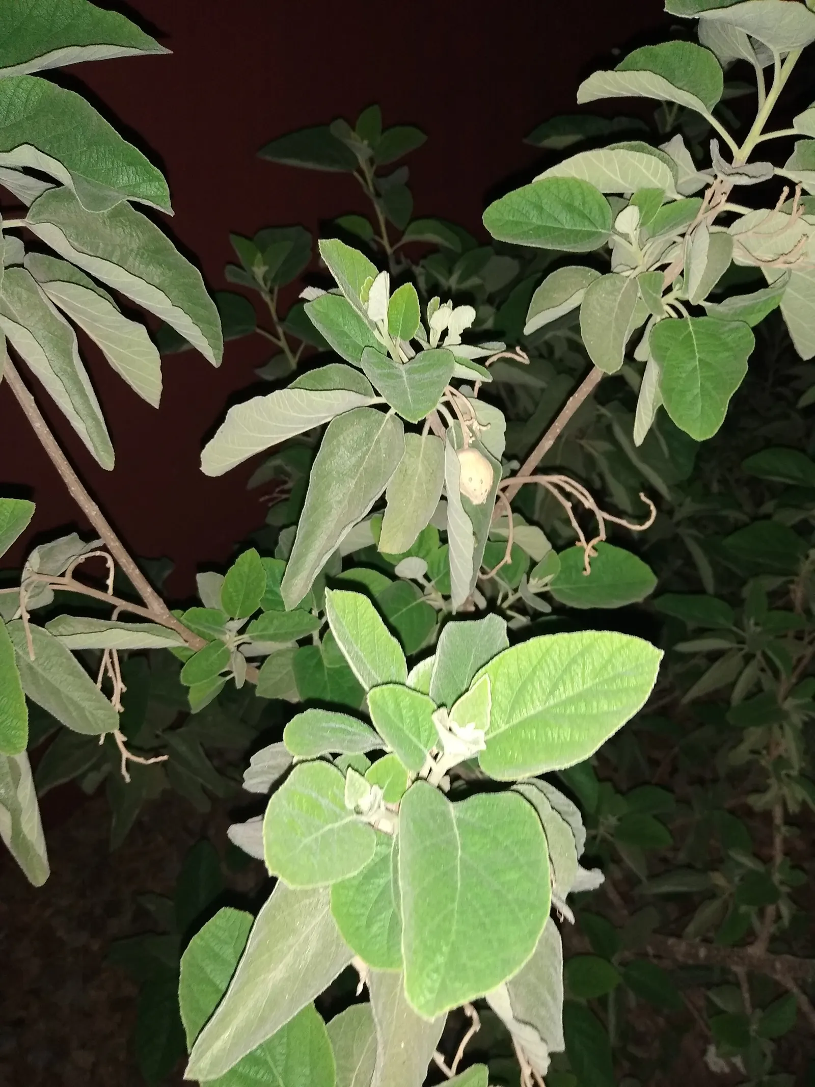 Texas Olive (Cordia Boissieri) — the Texas Olive is distinguished by a lush