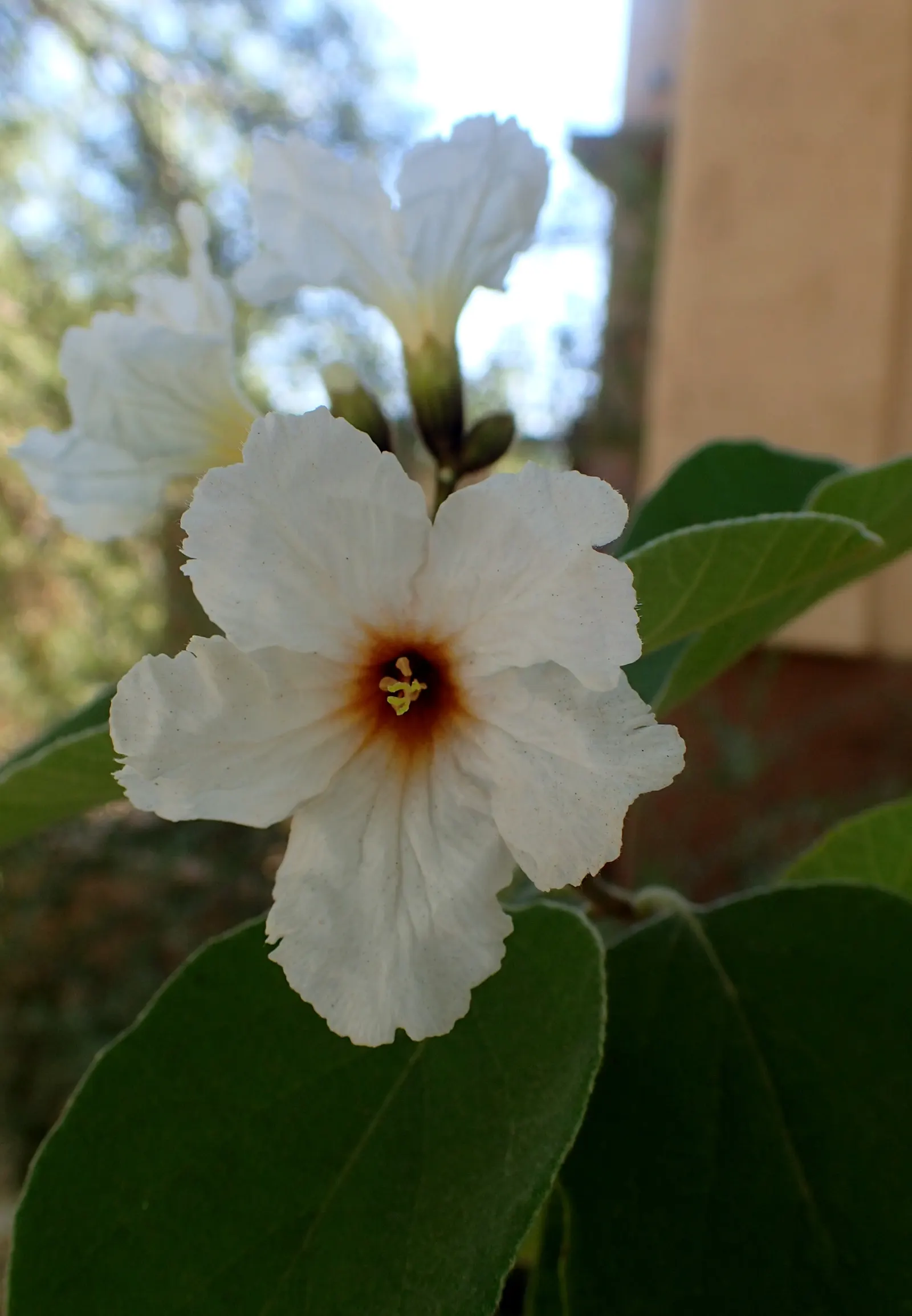 Texas Olive (Cordia Boissieri) — Pruning maintains shape and size, ideal for hedges or accent planting