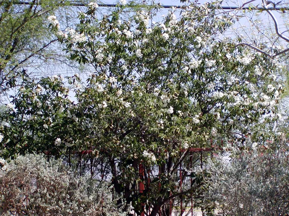 Texas Olive (Cordia Boissieri) — heart-shaped leaves that span about 3 to 5 inches in length