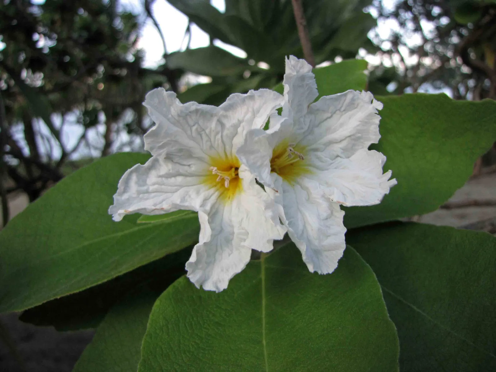 Texas Olive (Cordia Boissieri) — drought-tolerant shrub native to the southwestern US and Mexico