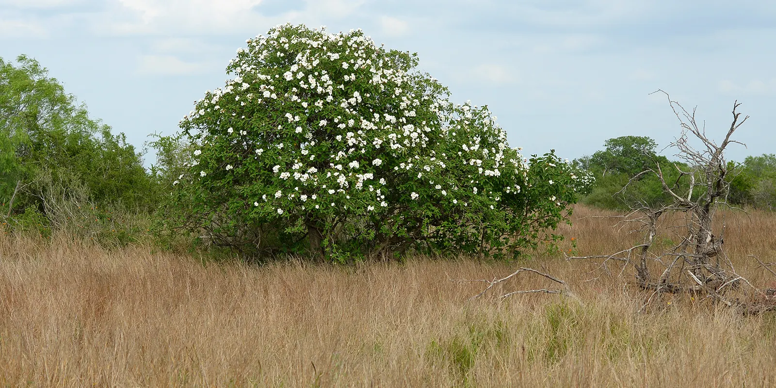 Texas Olive (Cordia Boissieri) — attracting various pollinators