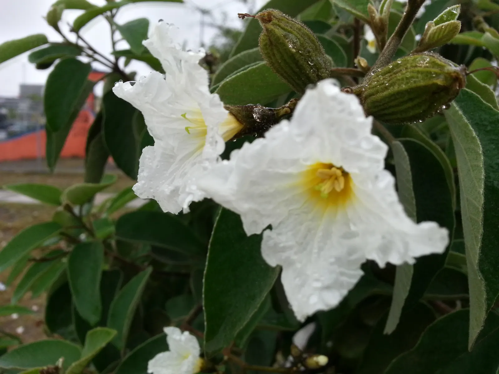 Texas Olive (Cordia Boissieri) — making it an excellent focal point or accent specimen for your design.<br><br>With its broad