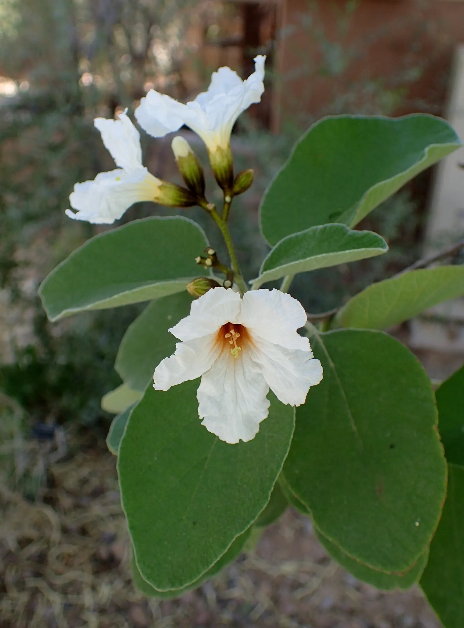 Texas Olive (Cordia Boissieri) — It boasts silvery foliage and white