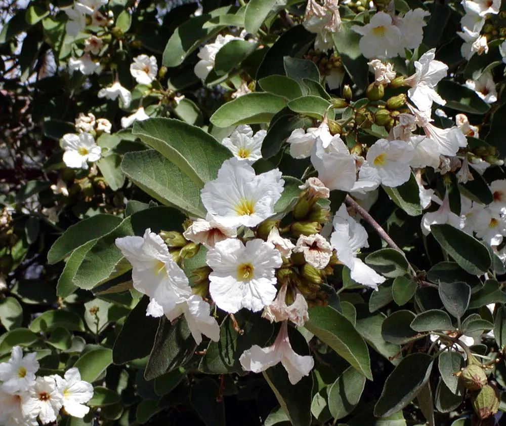 Texas Olive (Cordia Boissieri) — typically matures to a height of 12 to 24 feet with a similar spread