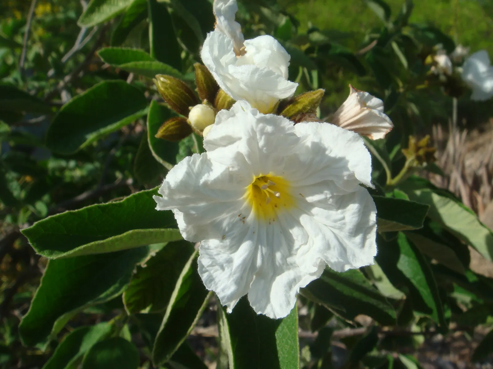 Texas Olive (Cordia Boissieri) — native to the southern regions of Texas and neighboring areas in Mexico