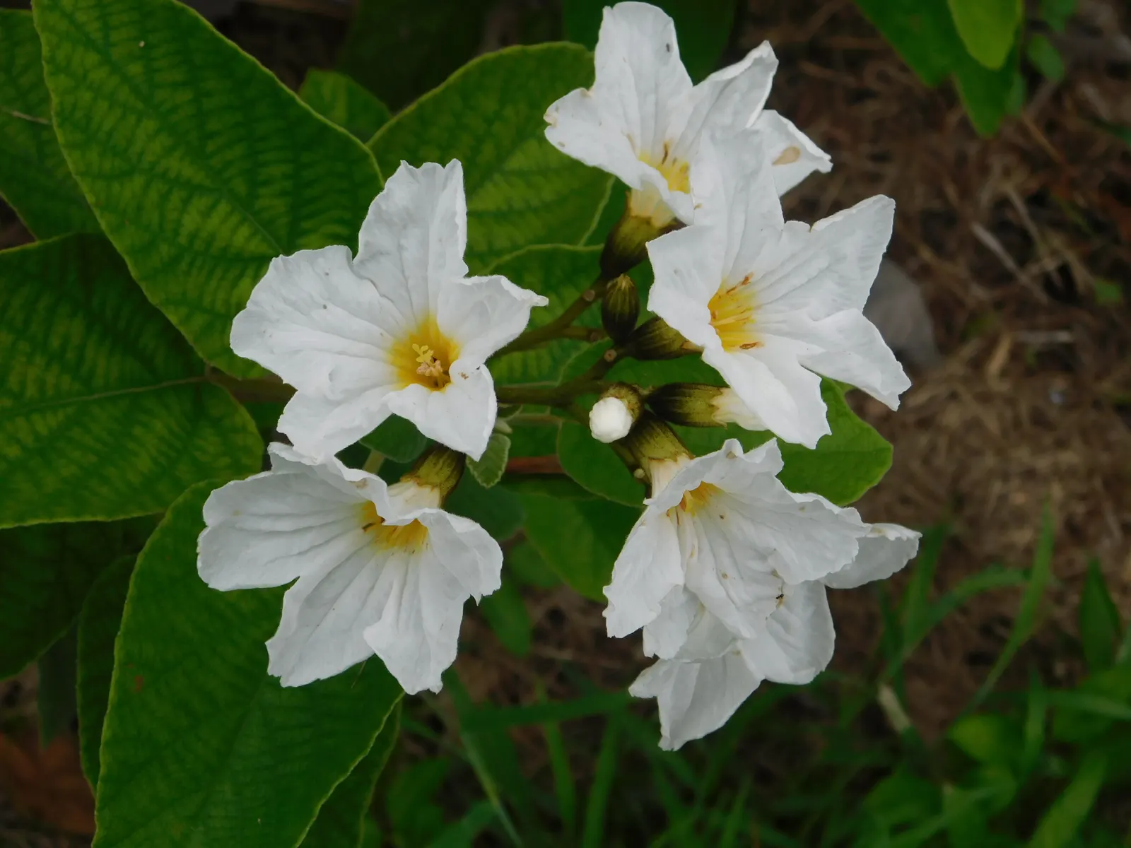 Texas Olive (Cordia Boissieri) — a gem in xeriscaped gardens
