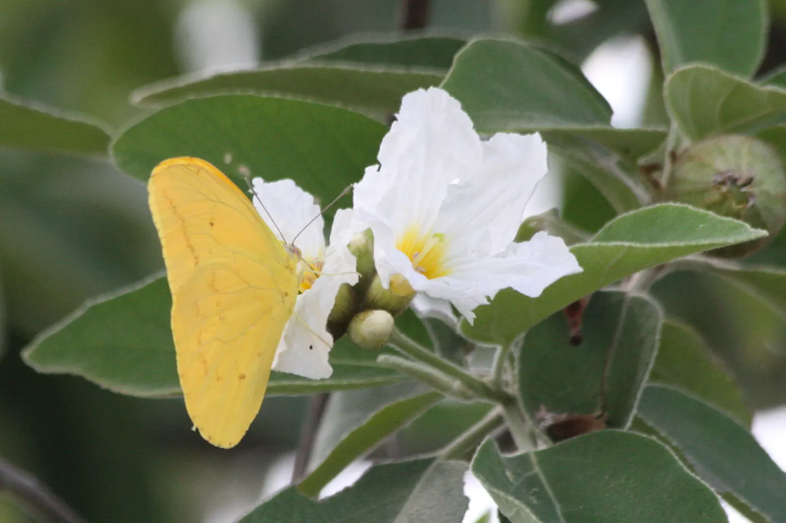 Texas Olive (Cordia Boissieri) — flourishing in zones 9-11