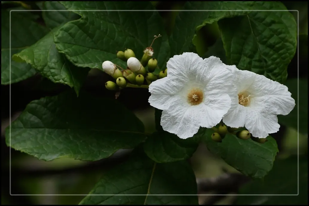 Texas Olive (Cordia Boissieri) — This evergreen typically reaches 15-25 feet in height and 10-15 feet in width, requiring full sun exposure