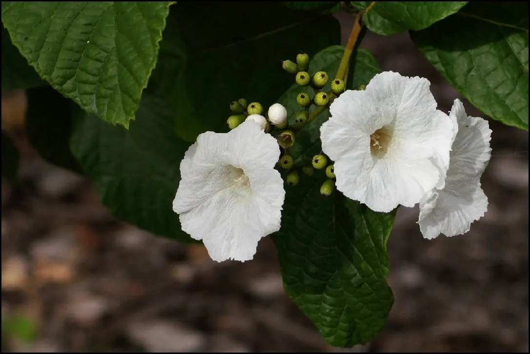Texas Olive (Cordia Boissieri) — trumpet-shaped flowers that bloom spring to fall