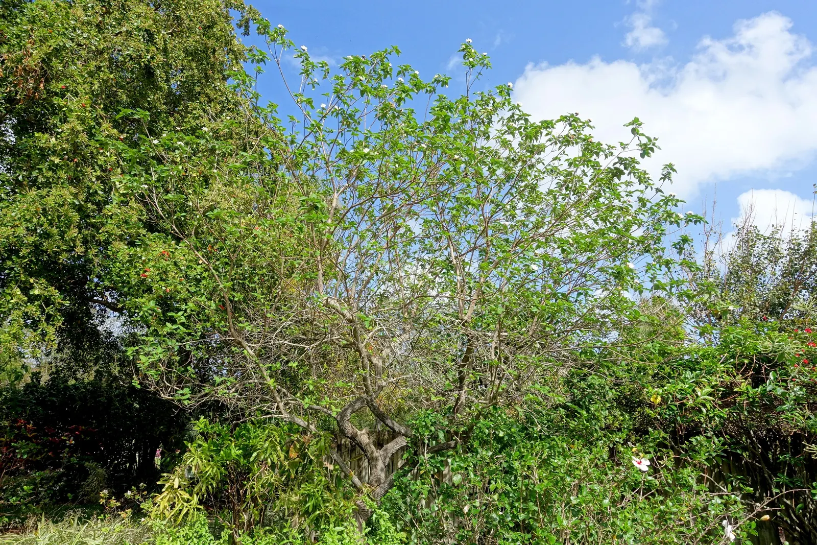 Texas Olive (Cordia Boissieri) — is an ornamental shrub or small tree