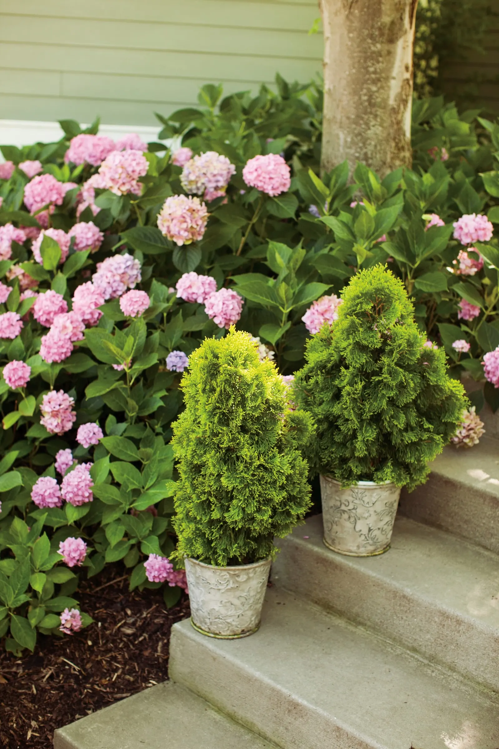 Let's Dance Sky View® Continuous Blooming Hydrangea (Hydrangea macrophylla × serrata) — or purple blooms above lush green foliage