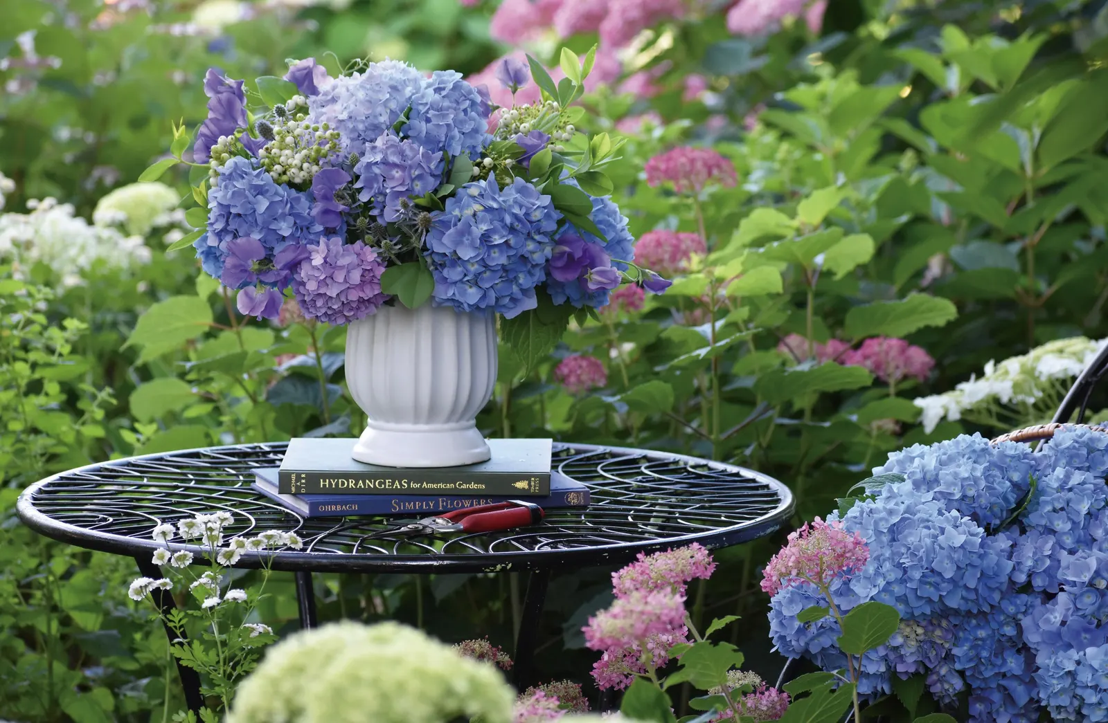 Let's Dance Lovable® Bigleaf Hydrangea (Hydrangea macrophylla) — or blue depending on soil pH