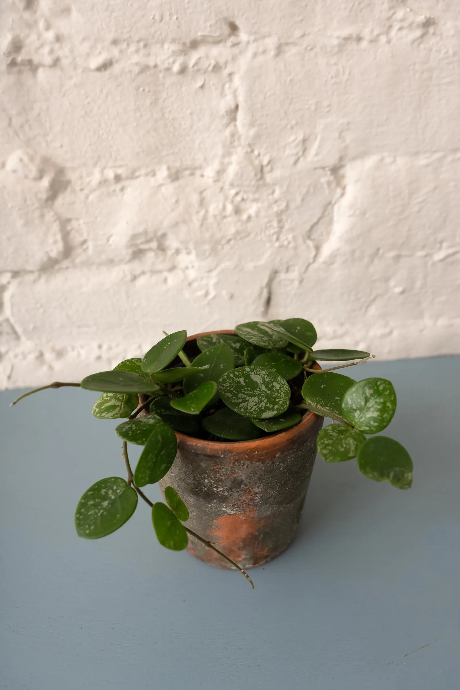 Mathilde Splash Wax Vine (Hoya hybrid) — collectible quality and an easy grace in the home